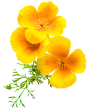 Flower Eschscholzia Californica (California Poppy, Golden Poppy, California Sunlight, Cup Of Gold) Isolated On White Background Shots In Macro Lens Close-up