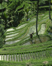 A Farmer Walking Through Lush Rice Terraces On Bali, Indonesia