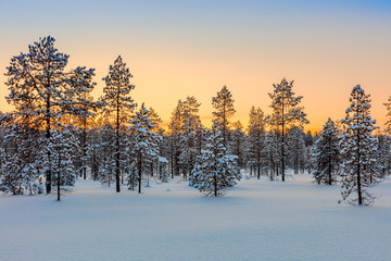Wall Mural - winter forest at sundown tine, trees and snow