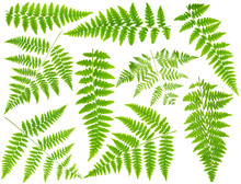100 Mpx Images Set Leaves Fern Isolated On White Background In M