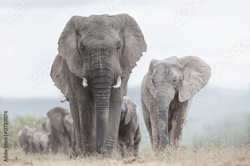 Nowoczesny obraz na płótnie Obraz - stado słoni