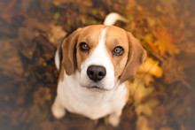 Cute Beagle Puppy Dog Looking Up