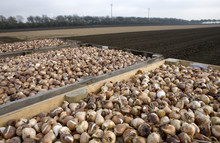 Planting Tulip Bulbs. Fields At North Holland. Netherlands. Crates With Tulip Bulbs. Planting Tulip Bulbs. Horticulture.