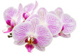 Freigestellte Orchidee Phalaenopsis auf weißem Hintergrund