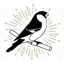 Hand Drawn Icon With Textured Bullfinch Vector Illustration.