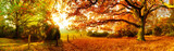 Fototapeta Las - Landschaft im Herbst mit Wald und Wiese bei strahlendem Sonnenschein