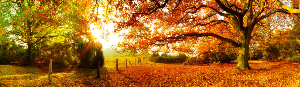 landschaft im herbst mit wald und wiese bei strahlendem sonnenschein