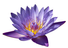 Flower Purple Lotus Close-up On White Background Isolated