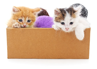 Wall Mural - Kitten and colorful balls in the box.