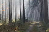 Fototapeta Las - Mgła w lesie.