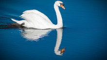 White Swan Swimming On The Water