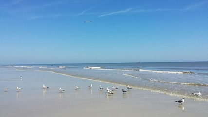 Seagulls on ocean shore in Atlantic coast of North Florida