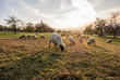 canvas print picture - Schafe auf der Weide