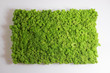 Reindeer moss wall, green wall decoration, lichen Cladonia rangi