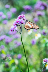 Wall Mural - Verbena flowers with butterfly in Thai