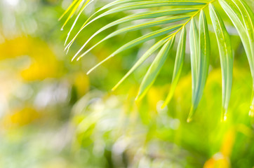 natural defocused and depth of field (dof) effect of palm leaf, the bokeh effect and morning sunligh