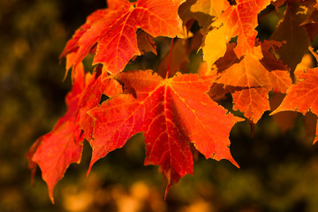 leaves changing colors in autumn