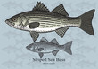 Striped Sea Bass. Vector illustration for artwork in small sizes. Suitable for graphic and packaging design, educational examples, web, etc.