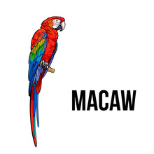 Hand Drawn Red Green-winged Macaw Parrot Seating On A Tree Branch, Colorful Sketch Style Vector Illustration Isolated On White Background. Hand Drawing Of Macaw, Scientific Ornithological Illustration