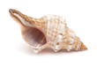 Pleuroploca trapezium,, trapezium horse conch
