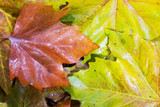 Fototapeta Dmuchawce - Frozen autumn leaves with ice on them