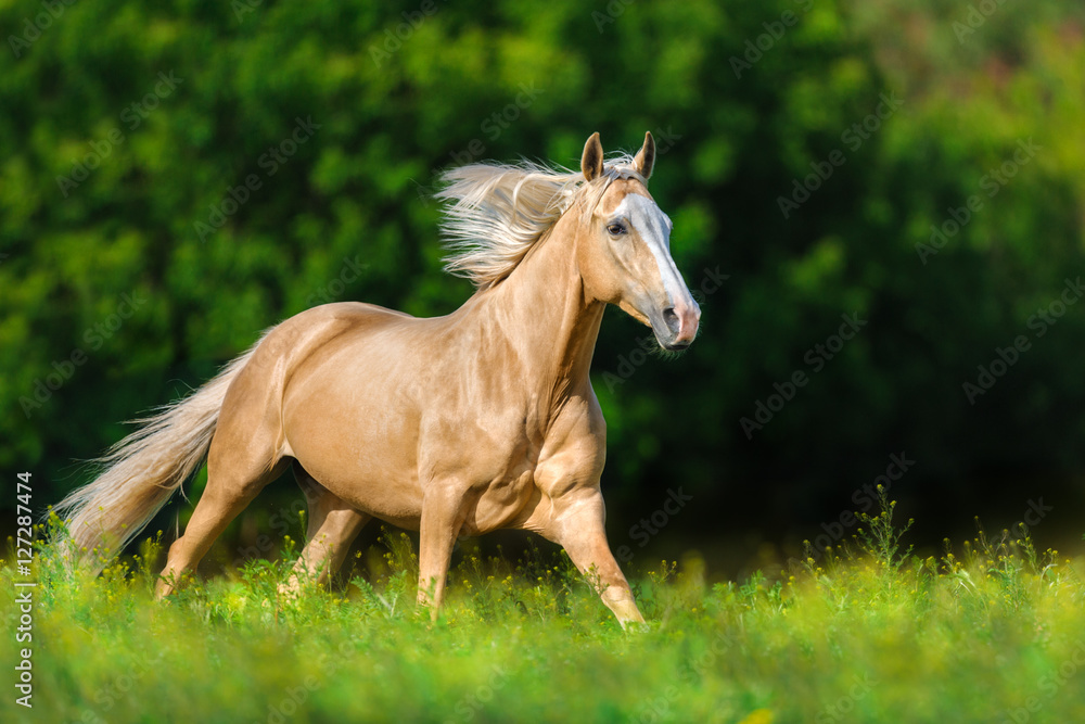 Beautiful palomino horse with long blond mane run on spring meadow - obrazy, fototapety, plakaty 