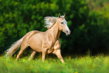 Beautiful Palomino Horse With Long Blond Mane Run On Spring Meadow