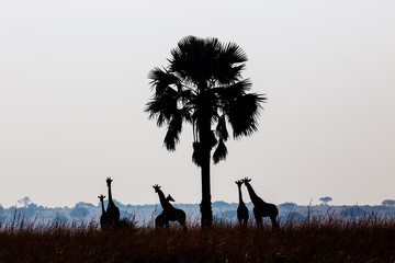 Wall Mural - Giraffes in the African savannah
