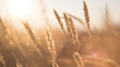 stalks of dry grass in a field at sunset