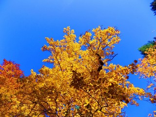 Yellow leaves on deciduous trees in deciduous forest and blue sky during autumn