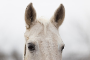portrait of a thoroughbred horse close up in nature.