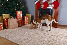 Cute Beagle Checks Christmas Gifts In Front Of The Fireplace In