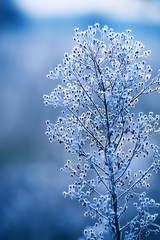 Wall Mural - delicate openwork flowers in the frost. Gently blue frosty natural winter background. Beautiful winter morning in the fresh air. Soft focus.
