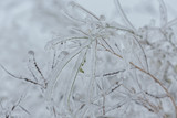 Fototapeta Dmuchawce - Icicles on twig formed during a winter freezing rain event