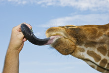 Closeup Of The Head Of A Giraffe Licking A Person's Hand