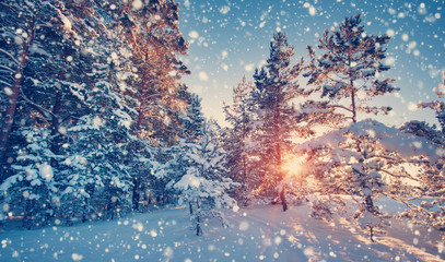 Pine trees covered with snow