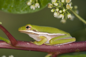 Green tree frog on a brazilian pepper plant in Florida.