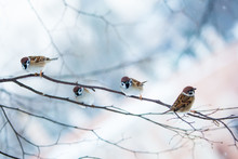 Bird Feeders. Tree House For The Birds.  Bird Feeder In Winter P