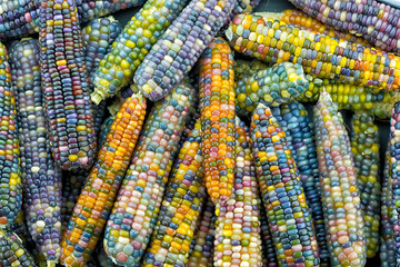 glass gem ears,variety of rainbow colored corn