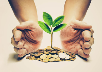 Wall Mural - Palms with a tree growing from pile of coins / hands holding a tree growing on coins / csr green business / business ethics / good governance