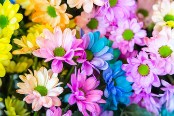 Rainbow Daisies. Chrysanthemum Rainbow Flower. Bouquets of blossom rainbow Chrysanthemum flowers, selective focus. Multi colored daisy flowers pattern background. Lgbt concept.