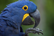 Hyacinth Macaw (Anodorhynchus Hyacinthinus).