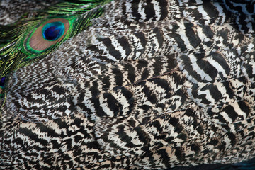 Poster - Plumage of the Indian peafowl (Pavo cristatus).