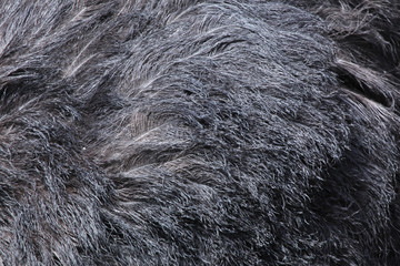 Poster - Ostrich (Struthio camelus) plumage texture.