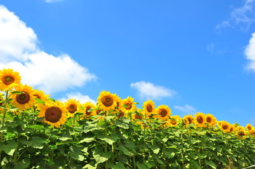 Canvas Print - Sunflower Fields in Japan