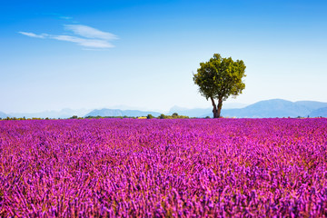 Wall Mural - Lavender and lonely tree uphill. Provence, France