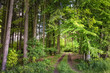Weg im sommerlich grünen Wald