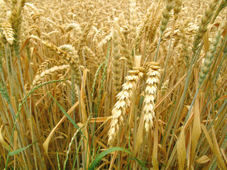 grain field