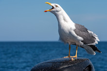 Seagull Crying On Blue Sea And Sky Back