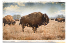 Oklahoma Bison